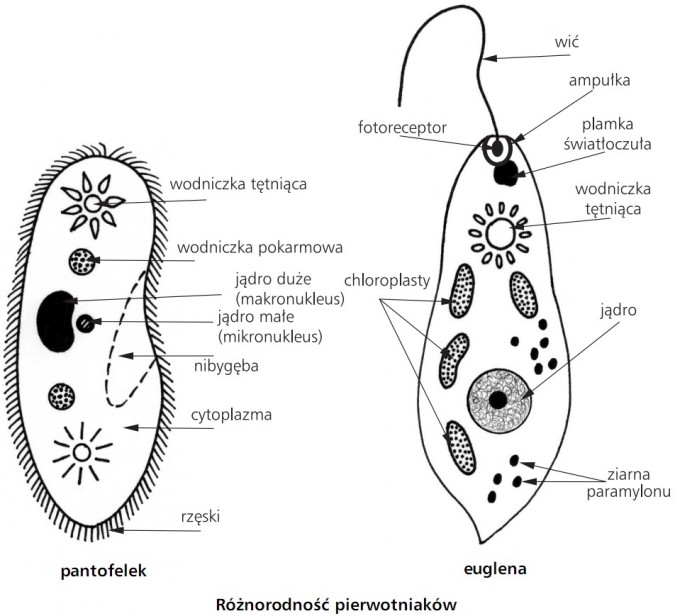 Jakie Znaczenie Mają Protisty Dla Innych Organizmów żyjących W Bałtyku Różnorodność pierwotniaków. Pantofelek - wodniczka tętniąca, wodniczka
